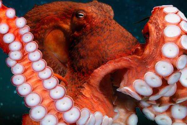 巨型章魚真的存在嗎 巨型章魚有多大