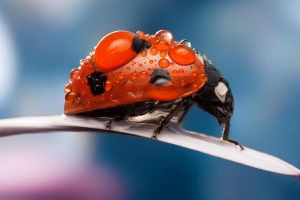 昆蟲有哪些類別 昆蟲是動物嗎