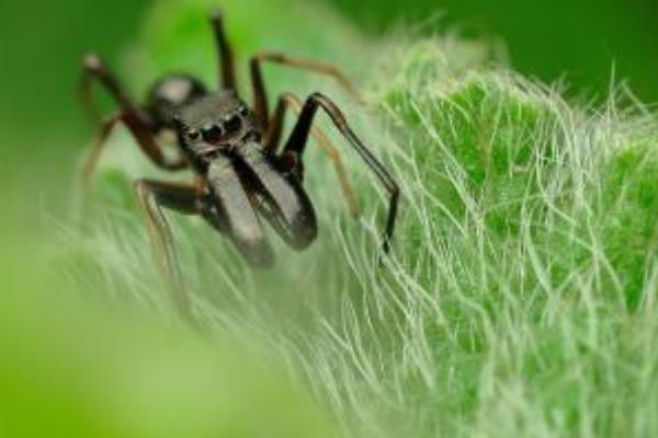 人類模仿蜘蛛發明了什么 蜘蛛的特點和生活特征