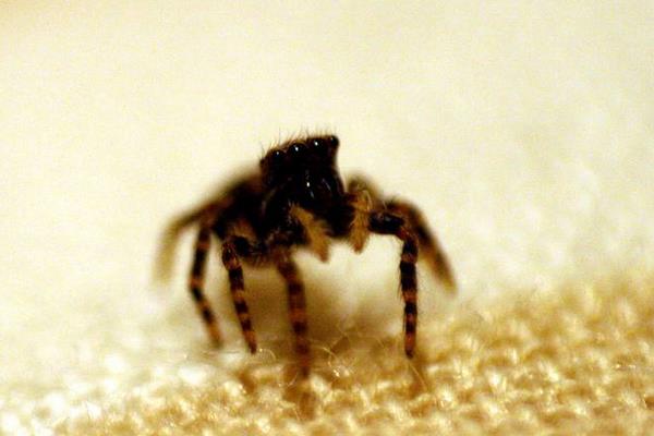 人類模仿蜘蛛發明了什么 蜘蛛的特點和生活特征