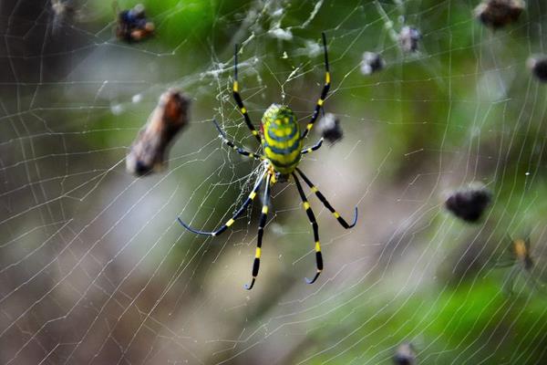 人類模仿蜘蛛發明了什么 蜘蛛的特點和生活特征
