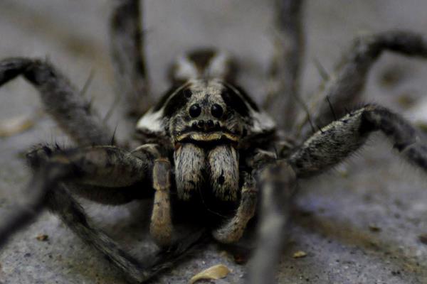 人類模仿蜘蛛發明了什么 蜘蛛的特點和生活特征