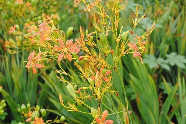 射干的功效與作用及禁忌 射干的藥用價值