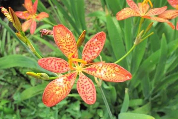 射干種植技術(shù) 射干種植前景及效益