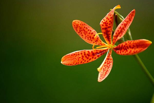 射干種植技術(shù) 射干種植前景及效益