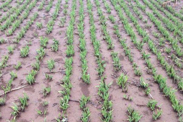 射干種植技術(shù) 射干種植前景及效益