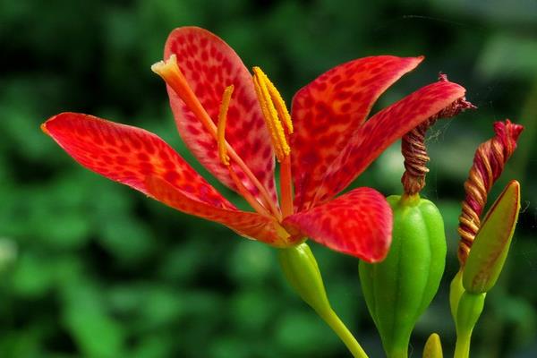 射干種植技術(shù) 射干種植前景及效益