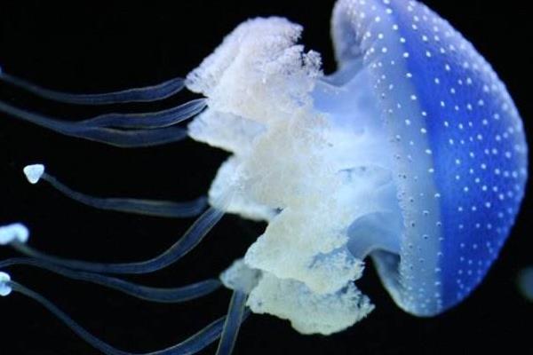 水母有電嗎 水母會發(fā)光嗎 水母為什么會發(fā)光