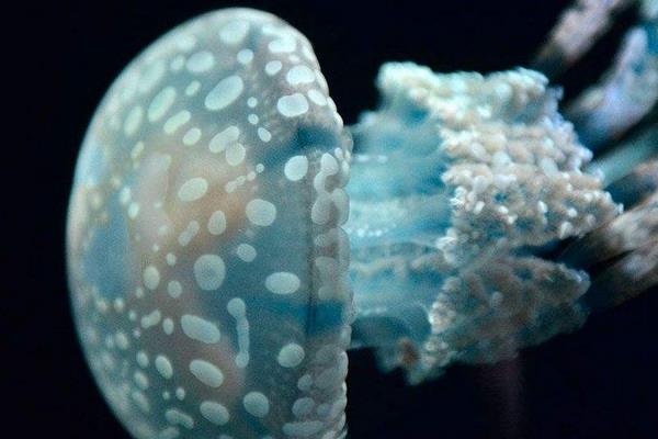 水母好養(yǎng)嗎 水母需要氧氣嗎