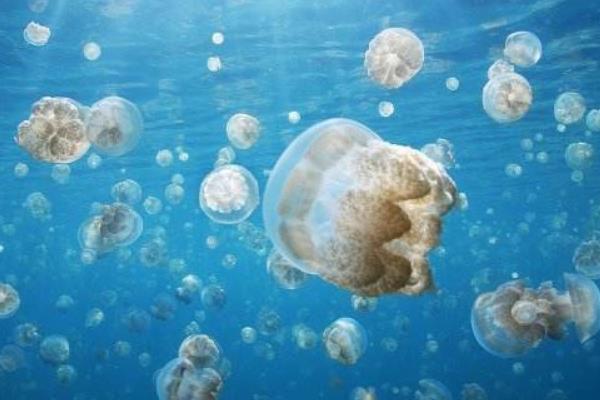 沒(méi)有海水怎么養(yǎng)水母 養(yǎng)水母的水怎么調(diào)