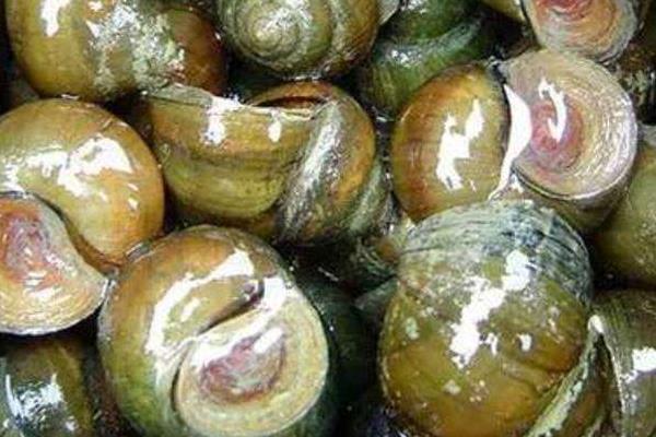 螺螄的功效與作用及禁忌 螺螄肉的營養價值