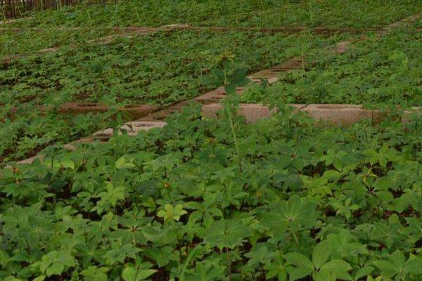 蚤休是重樓嗎 什么是水重樓