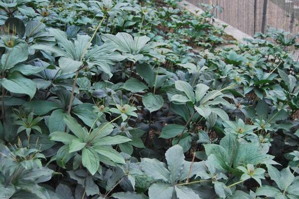 重樓種子怎么催芽 重樓幾月開花