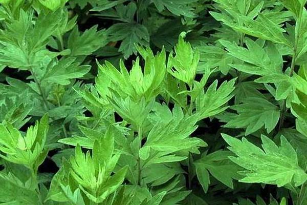 艾草能吃嗎 艾草可以減肥嗎