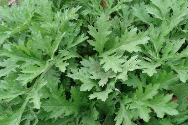 什么是艾草 艾草有幾種 艾草葉怎么辨認