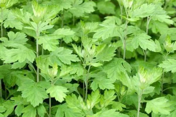 什么是艾草 艾草有幾種 艾草葉怎么辨認(rèn)