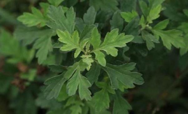 什么是艾草 艾草有幾種 艾草葉怎么辨認(rèn)
