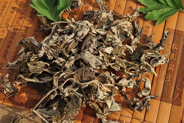 什么是艾草 艾草有幾種 艾草葉怎么辨認(rèn)