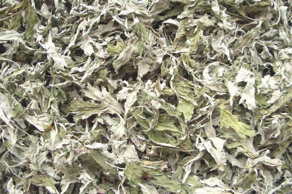 什么是艾草 艾草有幾種 艾草葉怎么辨認(rèn)