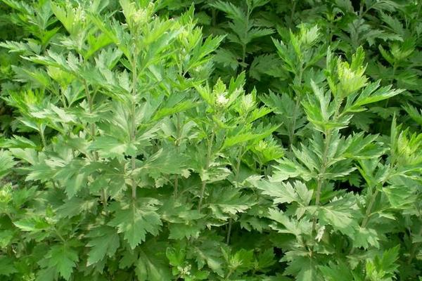 什么是艾草 艾草有幾種 艾草葉怎么辨認(rèn)