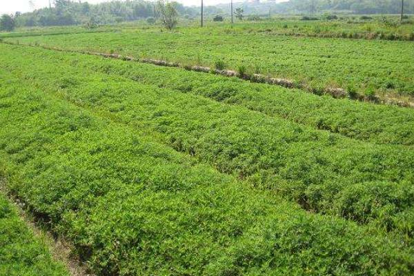 艾草種子怎么種 艾草種植技術(shù)