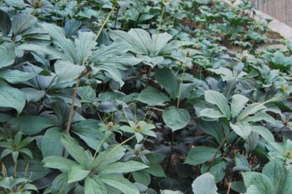 華重樓和滇重樓的區別是什么 多芽重樓是什么品種