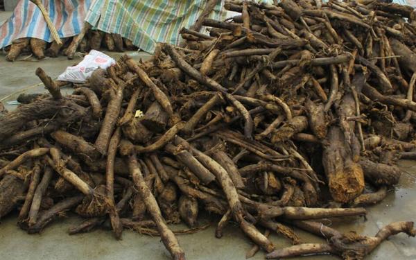 葛根市場價格多少錢一斤 葛根什么時候挖最好