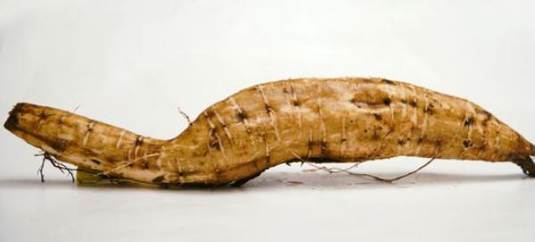 葛根市場價格多少錢一斤 葛根什么時候挖最好