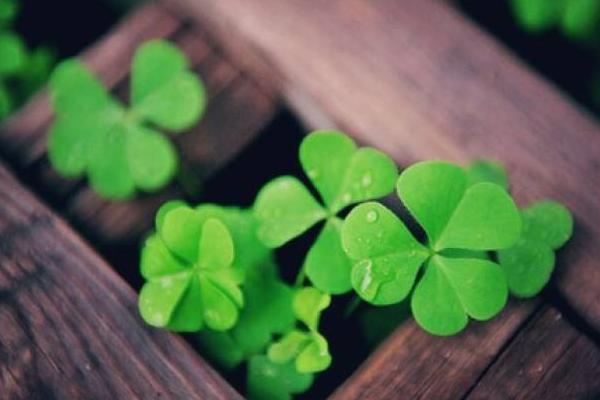 四葉草的含義是什么 四葉草代表什么意思 四葉草的花語