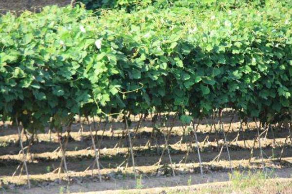 種葛根賺錢嗎 葛根市場前景怎么樣