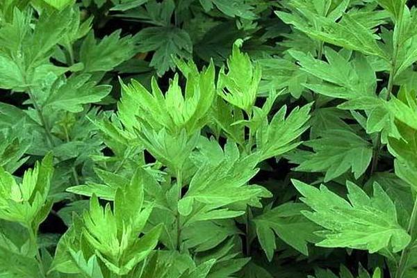 洗艾草澡有什么好處 艾草洗下身可以嗎