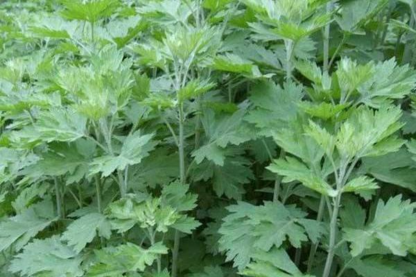 洗艾草澡有什么好處 艾草洗下身可以嗎