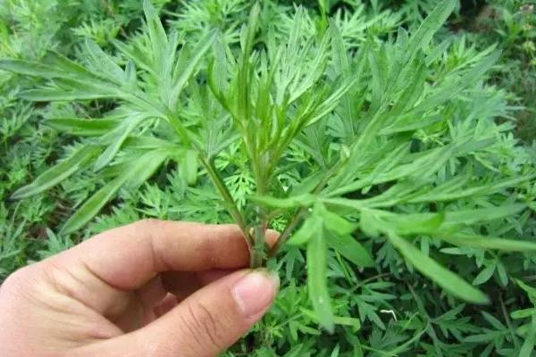 洗艾草澡有什么好處 艾草洗下身可以嗎