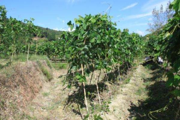 種葛根賺錢嗎 葛根市場前景怎么樣