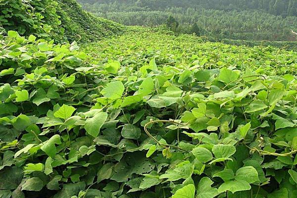 種葛根賺錢嗎 葛根市場前景怎么樣