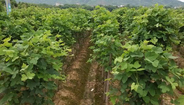 種葛根賺錢嗎 葛根市場前景怎么樣