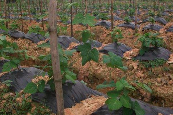 種葛根賺錢嗎 葛根市場前景怎么樣