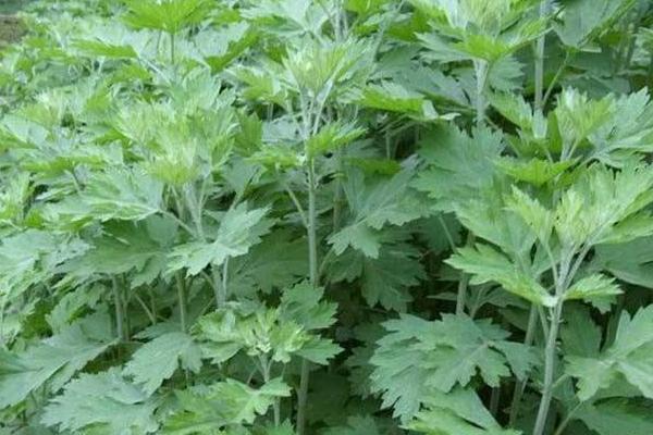 掛艾草是什么節日 端午節為什么要掛艾草