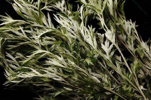 種艾草每畝投資多少錢 種艾草前景如何