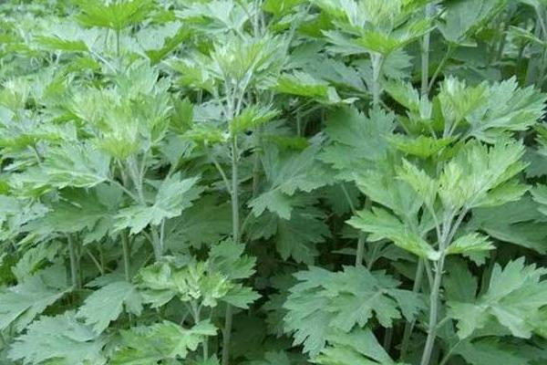 種艾草每畝投資多少錢 種艾草前景如何