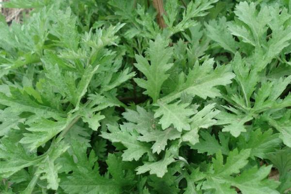 種艾草每畝投資多少錢 種艾草前景如何