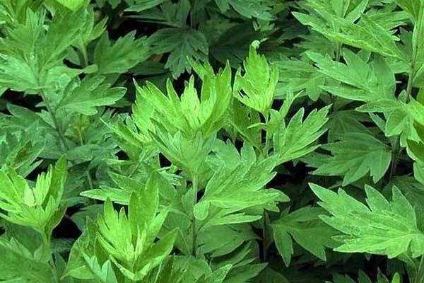 種艾草每畝投資多少錢 種艾草前景如何