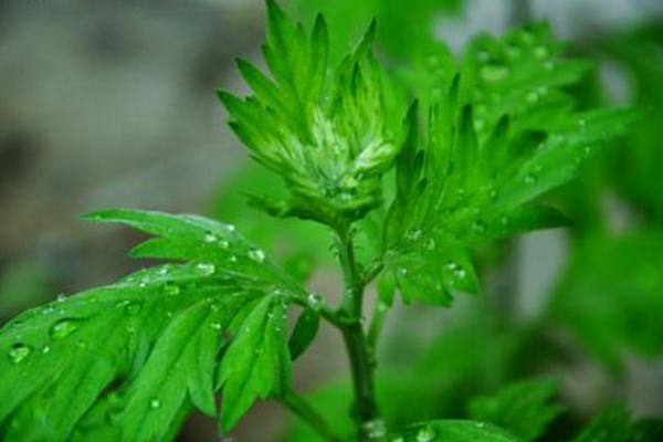 種艾草每畝投資多少錢 種艾草前景如何