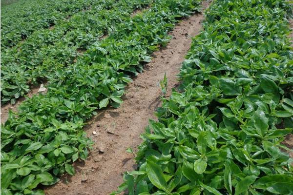 太子參種植技術(shù) 太子參種植時間