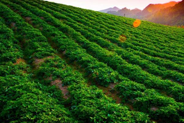 太子參種植技術(shù) 太子參種植時間