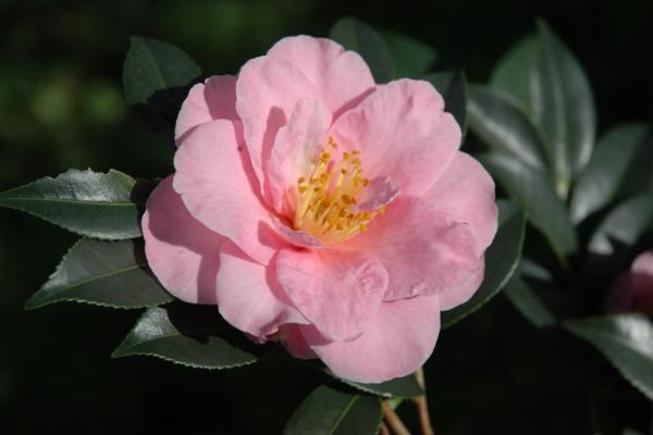 山茶花的功效與作用 山茶花的藥用價(jià)值