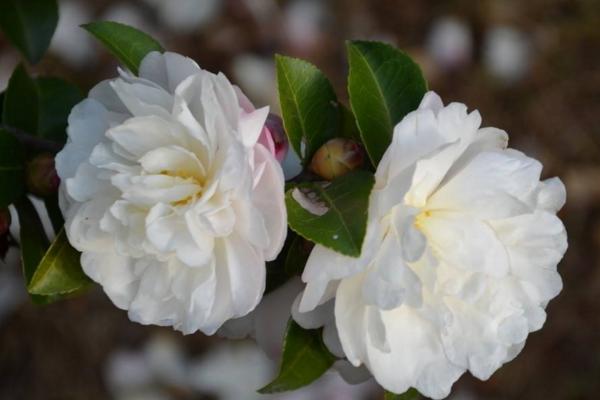 山茶花的功效與作用 山茶花的藥用價值