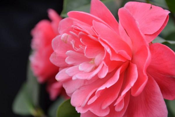 山茶花的功效與作用 山茶花的藥用價值