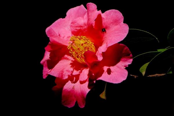 山茶花的功效與作用 山茶花的藥用價值