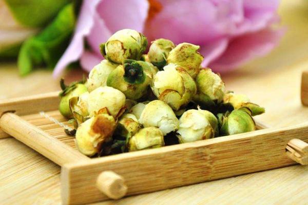 山茶花的功效與作用 山茶花的藥用價值